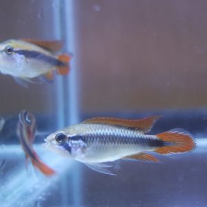 Apistogramma Agassizii Double Red