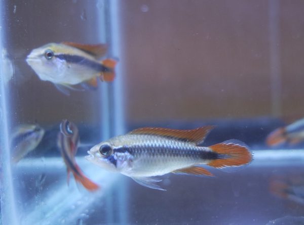 Apistogramma Agassizii Double Red