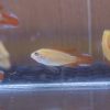 Fire Red Apisto