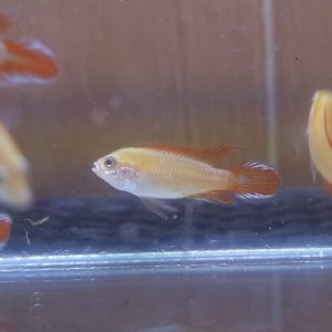 Fire Red Apisto