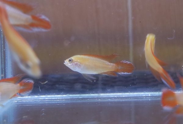 Fire Red Apisto