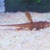 Red Lizard Catfish
