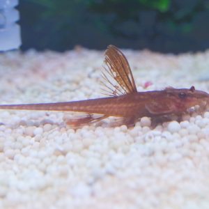 Red Lizard Catfish