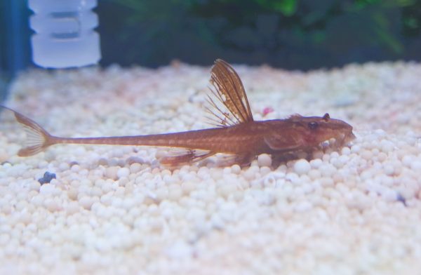 Red Lizard Catfish