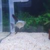 Bulgarian Seal Point Angelfish