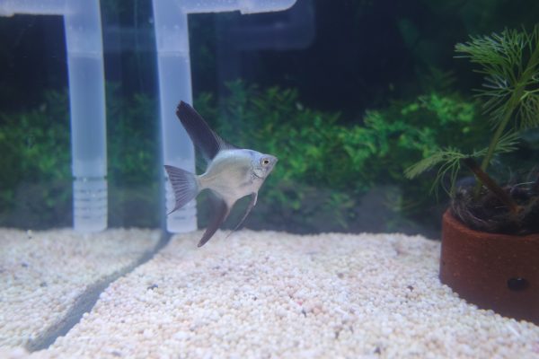 Bulgarian Seal Point Angelfish