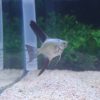Bulgarian Seal Point Angelfish