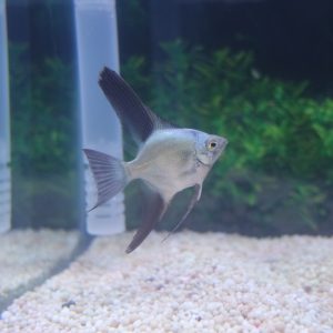 Bulgarian Seal Point Angelfish