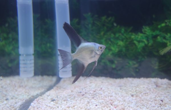 Bulgarian Seal Point Angelfish