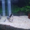 Bulgarian Seal Point Angelfish