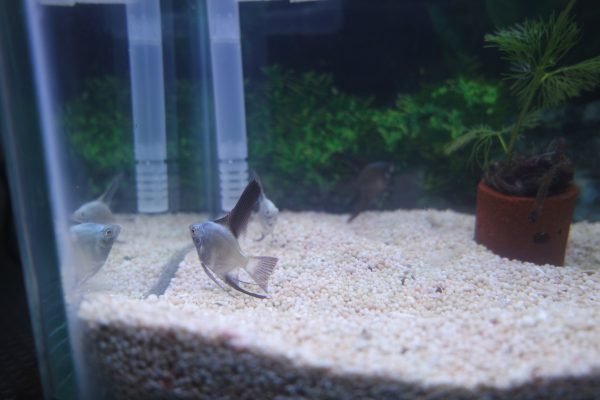 Bulgarian Seal Point Angelfish