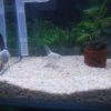 Bulgarian Seal Point Angelfish