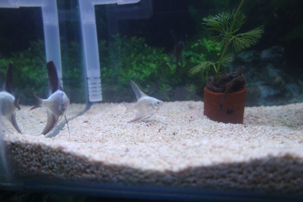 Bulgarian Seal Point Angelfish