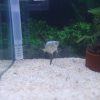 Bulgarian Seal Point Angelfish