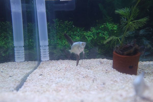 Bulgarian Seal Point Angelfish