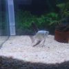 Bulgarian Seal Point Angelfish