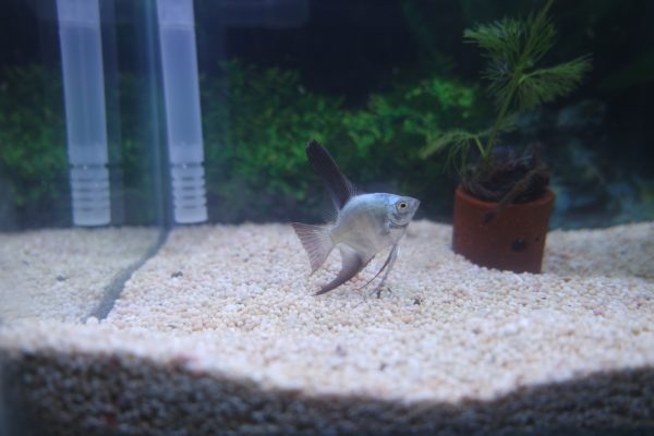 Bulgarian Seal Point Angelfish