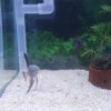 Bulgarian Seal Point Angelfish