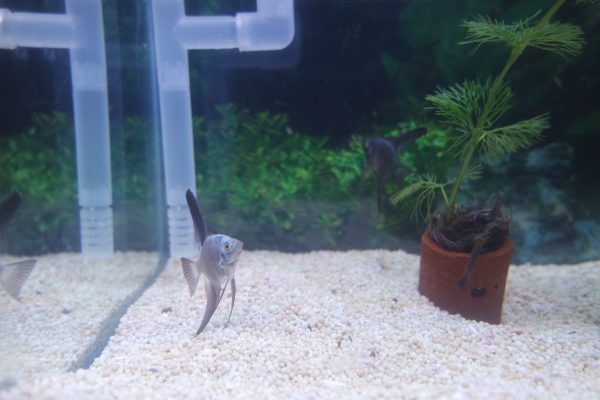 Bulgarian Seal Point Angelfish