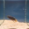 Betta imbellis