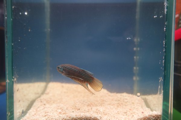 Betta imbellis