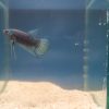 Betta imbellis