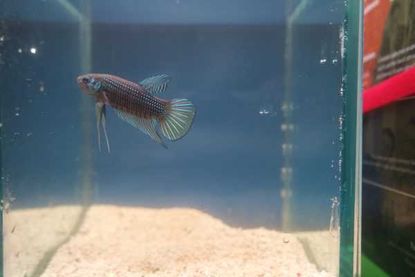 Betta imbellis
