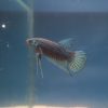 Betta imbellis