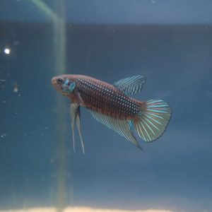 Betta imbellis