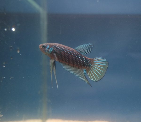 Betta imbellis