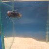 Betta imbellis