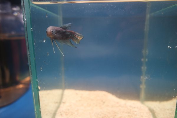 Betta imbellis