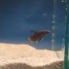 Betta imbellis