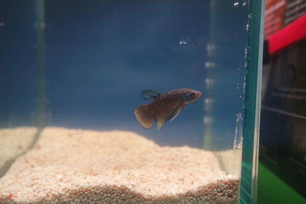 Betta imbellis