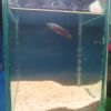 Betta imbellis
