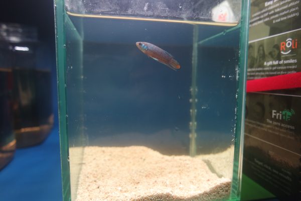 Betta imbellis