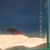 Betta imbellis