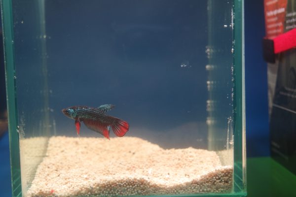Betta imbellis