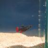 Betta imbellis