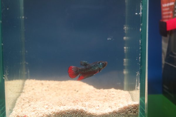 Betta imbellis