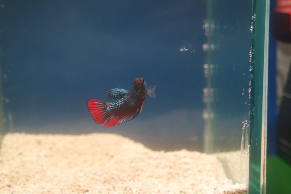 Betta imbellis Peaceful Betta, Crescent Betta, Wild-Type Betta