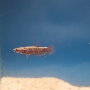 Betta Albimarginata