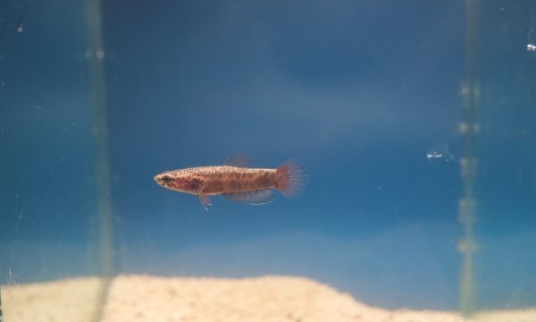 Betta Albimarginata