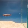 Betta Albimarginata