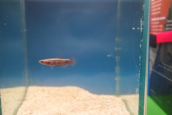Betta Albimarginata