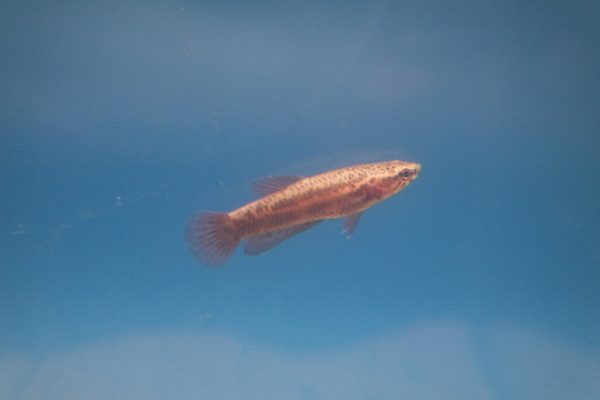 Betta Albimarginata