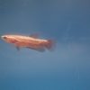 Betta Albimarginata