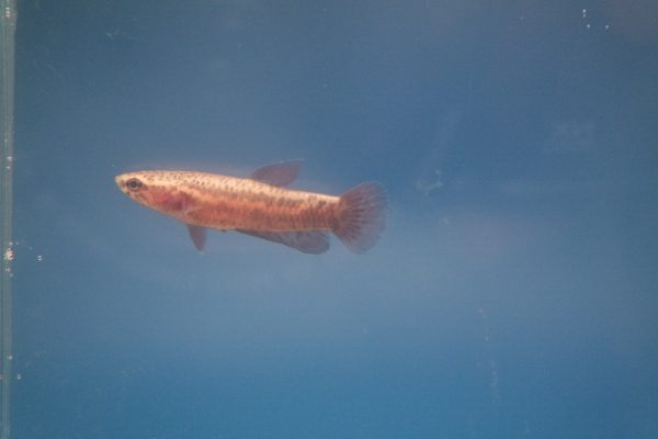 Betta Albimarginata