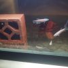 Betta Antuta