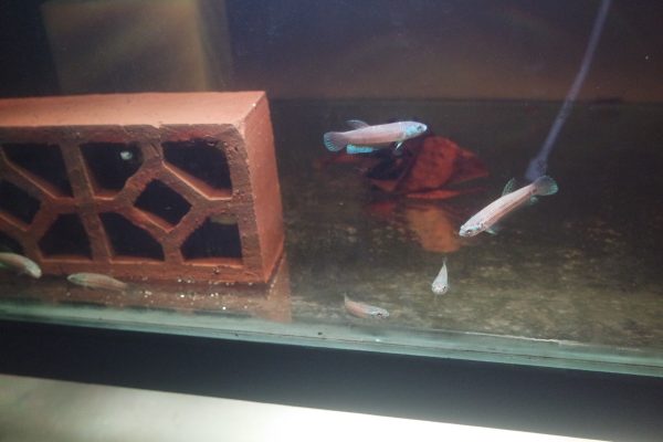 Betta Antuta